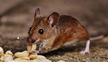 24 Hour & Emergency Exterminators in Lebo, PA